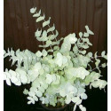 EUCALYPTUS cinerea (obalované osivo)  20 semen