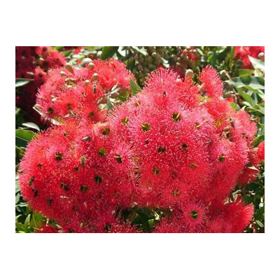 EUCALYPTUS ficifolia "Red Flowering Gum" 8 semen