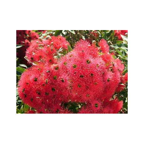 EUCALYPTUS ficifolia "Red Flowering Gum" 8 semen