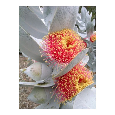 EUCALYPTUS macrocarpa "Rose of the West" 20 semen