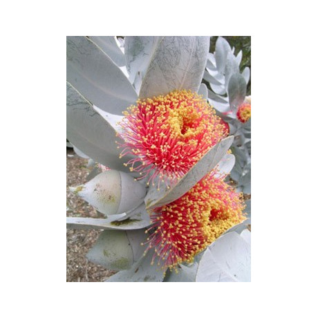 EUCALYPTUS macrocarpa "Rose of the West" 20 semen