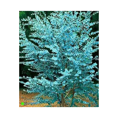 EUCALYPTUS gunnii "Cider Gum" 20 semen