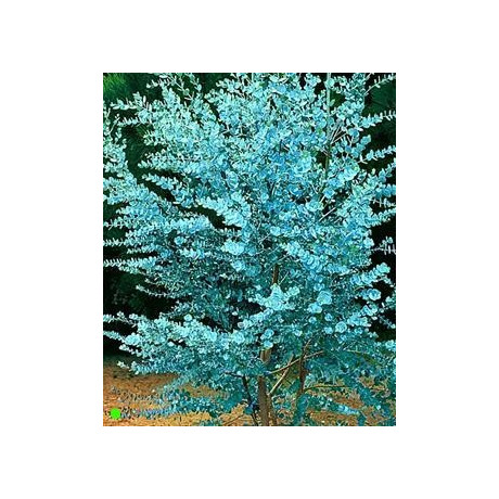 EUCALYPTUS gunnii "Cider Gum" 20 semen