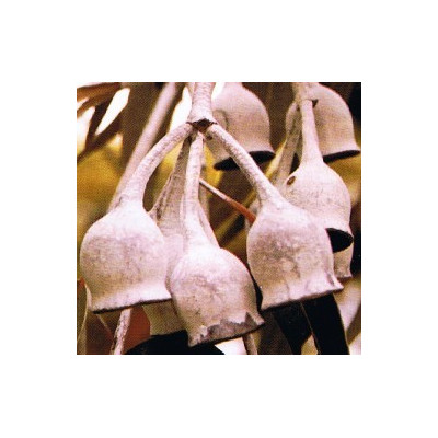 EUCALYPTUS caesia ssp. magna "Silver Princess" 15 semen