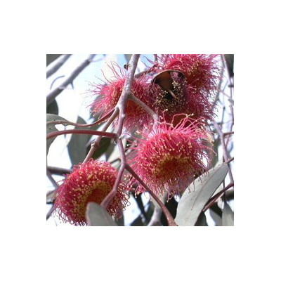 EUCALYPTUS caesia ssp. magna "Silver Princess" 15 semen