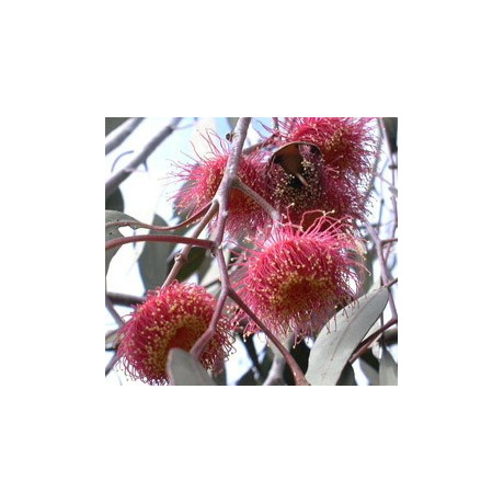 EUCALYPTUS caesia ssp. magna "Silver Princess" 15 semen