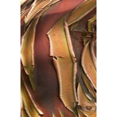 EUCALYPTUS caesia ssp. magna "Silver Princess" 15 semen