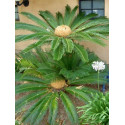CYCAS revoluta 1 semeno