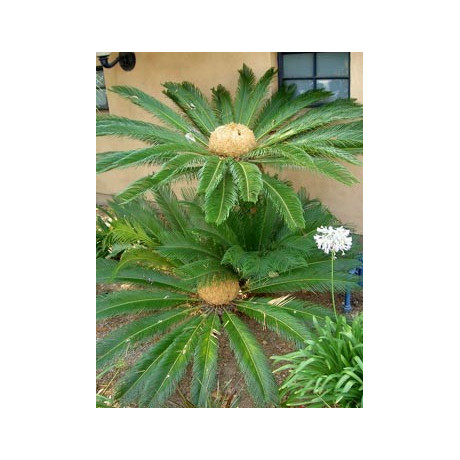 CYCAS revoluta 1 semeno