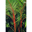 CYRTOSTACHYS lakka "Sealing Wax palm" 5 semen