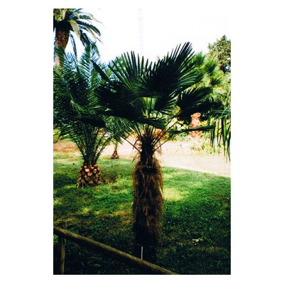 TRACHYCARPUS wagnerianus 2 semena