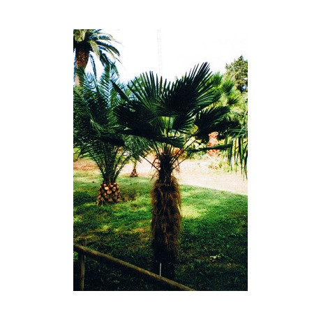 TRACHYCARPUS wagnerianus 2 semena