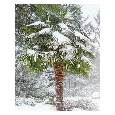 TRACHYCARPUS fortunei 5 semen