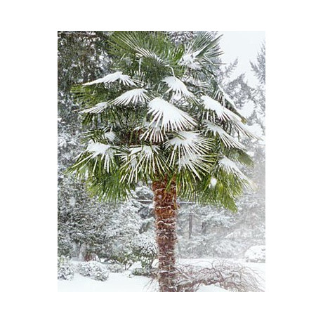 TRACHYCARPUS fortunei 5 semen