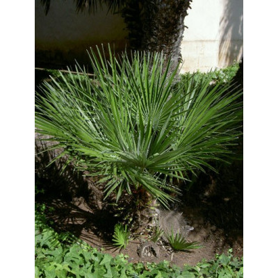 TRACHYCARPUS fortunei 5 semen