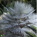 CHAMAEROPS humilis v. cerifera 2 semena