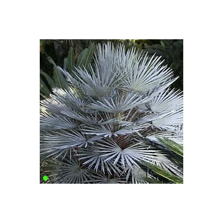 CHAMAEROPS humilis v. cerifera 2 semena