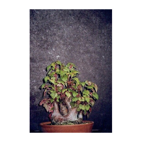 BEGONIA dregei 30 semen