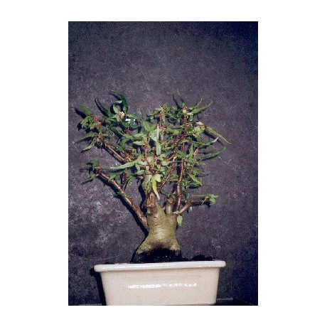 BEGONIA partita 30 semen