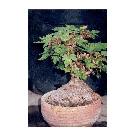 BEGONIA richardiana 30 semen