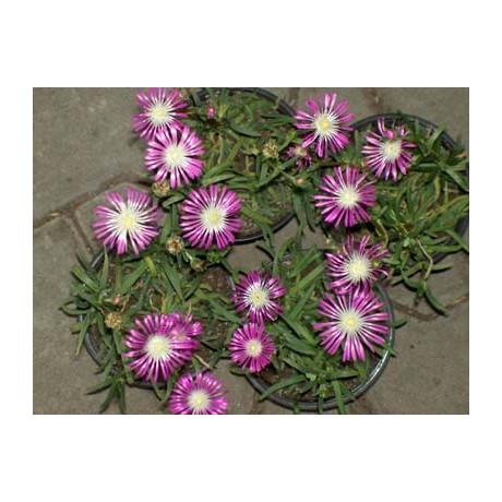 DELOSPERMA floribundum Starburst 20 semen