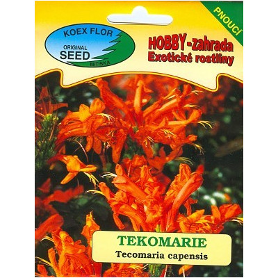 /BS/ TECOMARIA capensis 10 semen