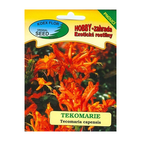 /BS/ TECOMARIA capensis 10 semen