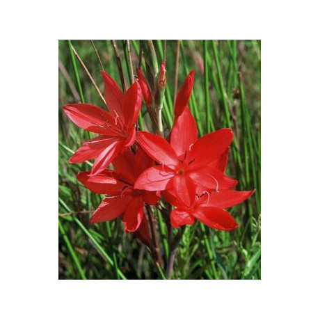 HESPERANTHA coccinea 5 semen