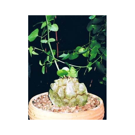 DIOSCOREA elephantipes v. montana "Sloní noha" 2 semena