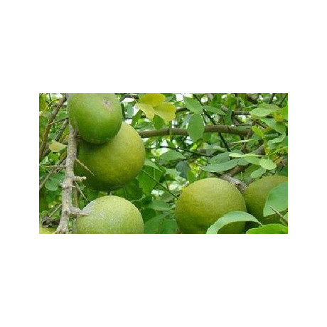 AEGLE marmelos 10 semen