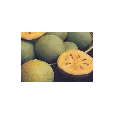 AEGLE marmelos 10 semen