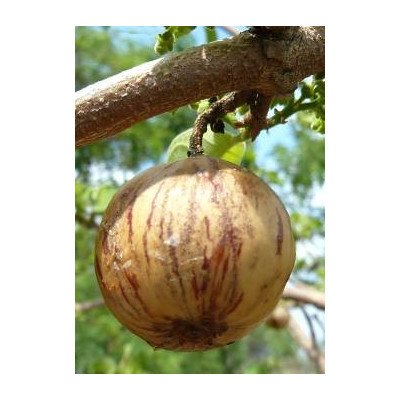 VANGUERIA infausta 8 semen