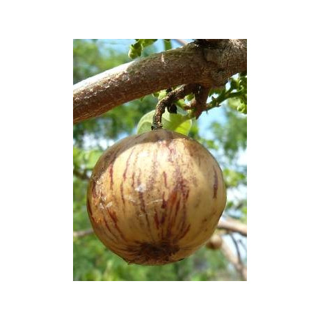 VANGUERIA infausta 8 semen