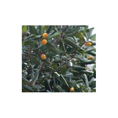 MANILKARA hexandra 10 semen