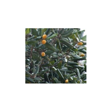 MANILKARA hexandra 10 semen