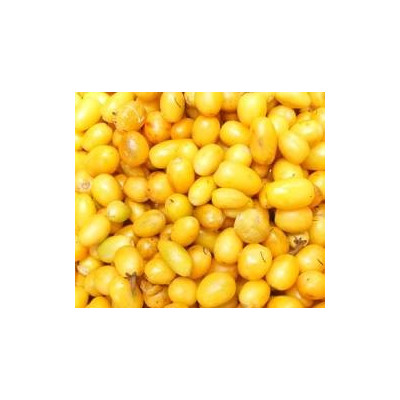 MANILKARA hexandra 10 semen