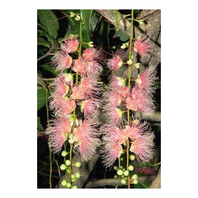 BARRINGTONIA racemosa 1 semeno