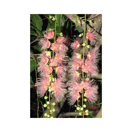 BARRINGTONIA racemosa 1 semeno