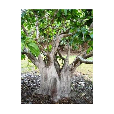 BARRINGTONIA racemosa 1 semeno