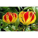 GLORIOSA superba 5 semen