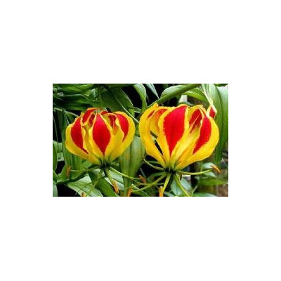 GLORIOSA superba 5 semen