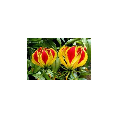 GLORIOSA superba 5 semen