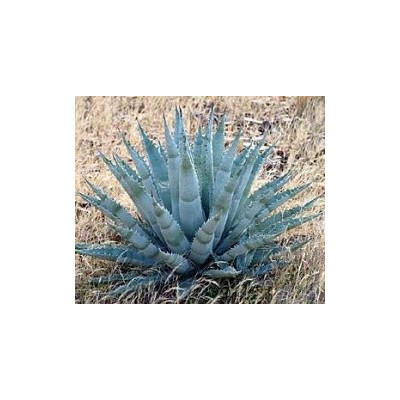 AGAVE chrysantha 10 semen