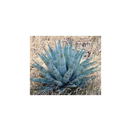 AGAVE chrysantha 10 semen