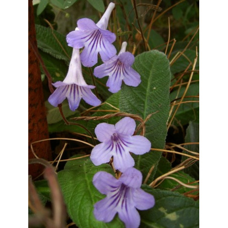 STREPTOCARPUS rexii 100 semen