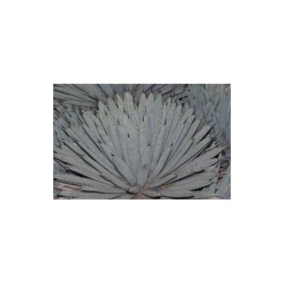 AGAVE macroacantha 8 semen