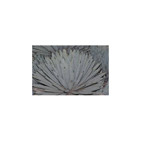 AGAVE macroacantha 8 semen