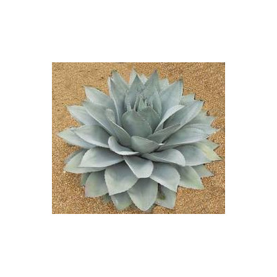 AGAVE ovatifolia 8 semen