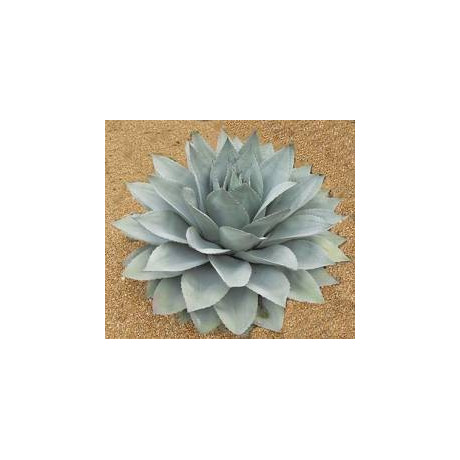 AGAVE ovatifolia 8 semen
