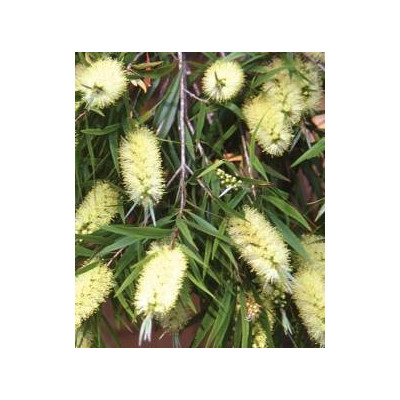 CALLISTEMON salignus 200 semen